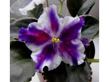 ���- ���� �����(����)