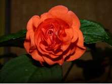 ��������� ��������� ��������