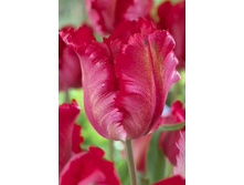 18,43���. ������� ������ ����(�������� ���� �� 10 ��., ����������� ����� 5��.).jpg