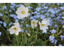 ��������� ������ (�ϣ ����)