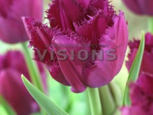 ������� ����� ���.jpg