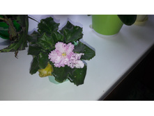 20160516 073633.jpg