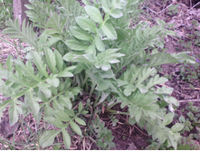 �����̣���� �������