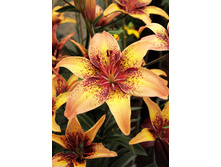 36,98���. ����� ������ ����(�������� ���� �� 5 ��., ����������� ����� 3��.).jpg