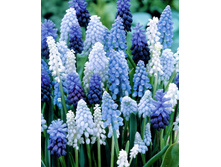 MUSCARI MAGIC MIX (50 ��� � ����)