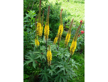 ��������� ������������� 50� 1 ��������