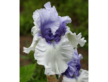 89,3���. ���� ���������� ������ ����(�������� ���� �� 2 ��., ����������� ����� 1��.)���17.jpg