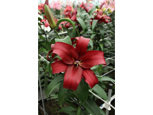 38,56���. ����� ������(�������� ���� �� 5 ��., ����������� ����� 3��.).jpg