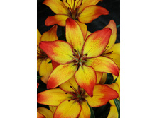 22,68���. ����� ������ ����(�������� ���� �� 5 ��., ����������� ����� 3��.).jpg