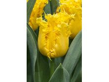 19,91���. ������� ������(�������� ���� �� 10 ��., ����������� ����� 5��.)���17.jpg