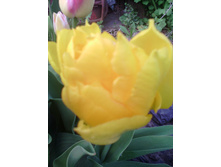 �������� ������ ����