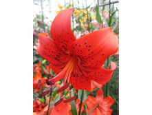 42,22���. ����� ��� ����(�������� ���� �� 5 ��., ����������� ����� 1��.).jpg