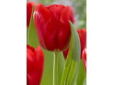 16,2���. ������� ��� ����(�������� ���� �� 10 ��., ����������� ����� 5��.)���17.jpg