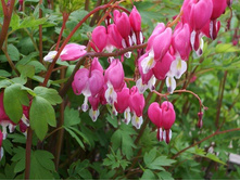 �������� ������������ �������.