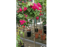 ����� Dinky.jpg