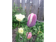 ������� ��������