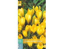 GOLDEN YELLOW (15 ���. � ��)