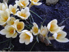 ���� �����