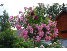 ����� Heavenly Pink.jpg