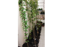 0-02-05-fc58c74d2f041cd6ba585e25baba24aedbf05471e4db1d4d77016a7099f95be0 full - �����.jpg