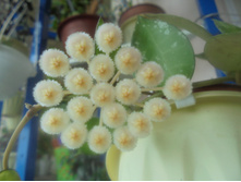 DSC05179.JPG ���� �������� ������