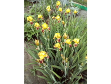 149229440-575f201e3a9f4 img20160611132123.jpg