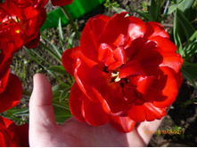 ����� �����