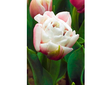 21,4���. ������� �������(�������� ���� �� 10 ��., ����������� ����� 5��.)���17.jpg