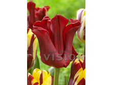 20,65���. ������� ��� �����(�������� ���� �� 10 ��., ����������� ����� 5��.)���17.jpg