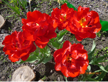 ����� �����