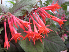 ������ ����������� �����