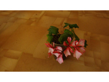 PAC Fierworks Bicolor ������