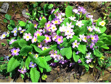 ������� ������ �����-������� � ����������