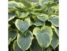 ����� ��������� �������� ����.jpg