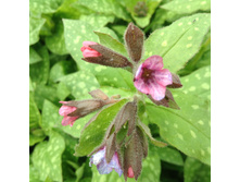 ������ ��������