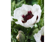 126,65���. ��� ������(�������� ���� �� 2 ��., ����������� ����� 1��.).jpg