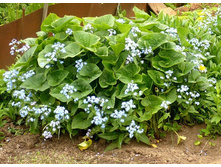 �������� 50�