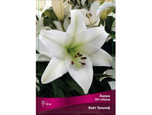 ����� ���� ������.jpg