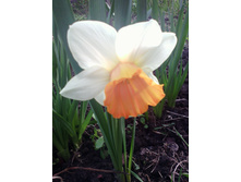 ������� Accent.