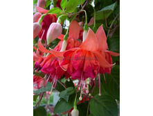 ������ Bicentennial No 468