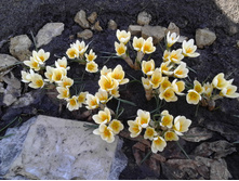 ���� �����