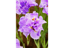 78,8���. ���� ��������� ������ ���(�������� ���� �� 2 ��., ����������� ����� 1��.)���17.jpg