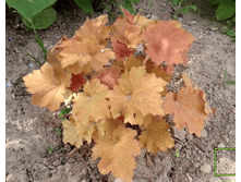 ������� �������� ���� (�ϣ ����)