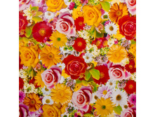 970 ���. - ������� �������� ��� �� �������� ������ "����������", 1,3�25�, ���.117/7