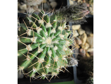 Echinopsis calliantholilacina, �����