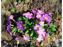 ������� ������ �������