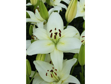 22,68���. ����� ���� ����(�������� ���� �� 5 ��., ����������� ����� 3��.).jpg