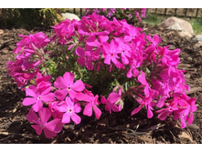 ����� ���������� ������� ����� ���������� �������� ����. ������� 100�