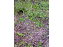 ����� ��� (2).jpg