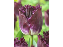 16,2���. ������� ����� �������(�������� ���� �� 10 ��., ����������� ����� 5��.).jpg